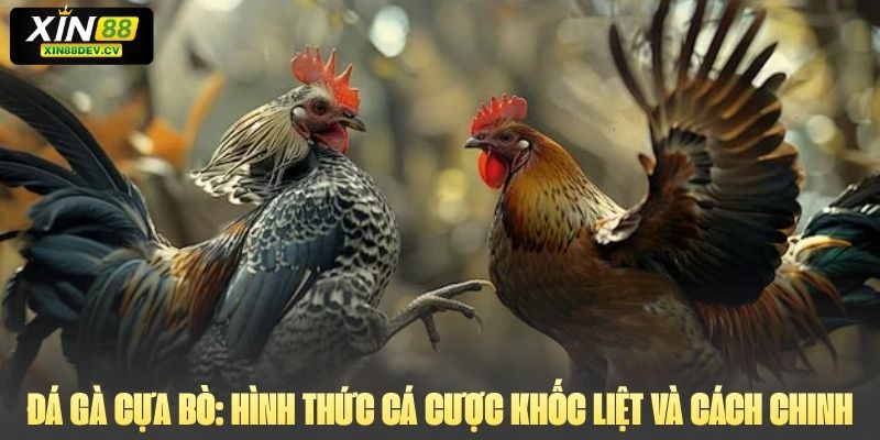 Đá Gà Cựa Bò: Hình Thức Cá Cược Khốc Liệt Và Cách Chinh Phục