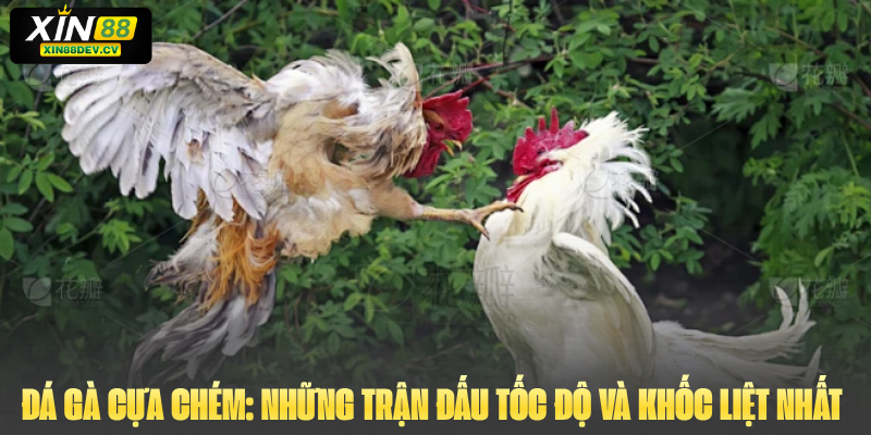 Đá Gà Cựa Chém: Những Trận Đấu Tốc Độ Và Khốc Liệt Nhất 