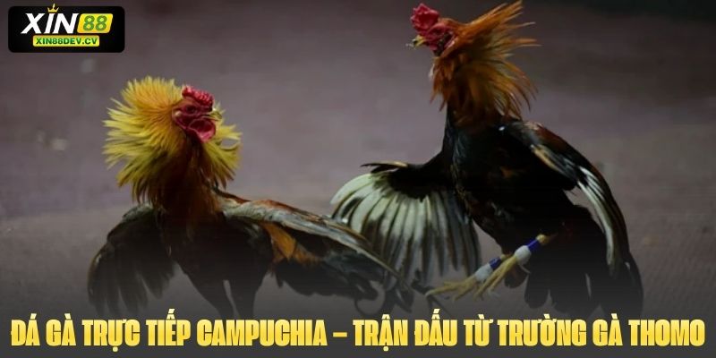 Đá Gà Trực Tiếp Campuchia – Trận Đấu Từ Trường Gà Thomo