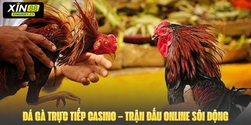 Đá Gà Trực Tiếp Casino – Trận Đấu Online Sôi Động Và Hấp Dẫn
