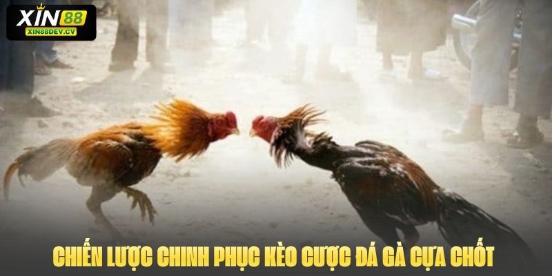 Chiến lược chinh phục kèo cược đá gà cựa chốt 