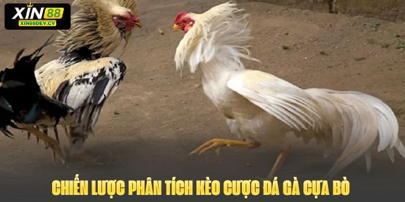 Chiến lược phân tích kèo cược đá gà cựa bò 
