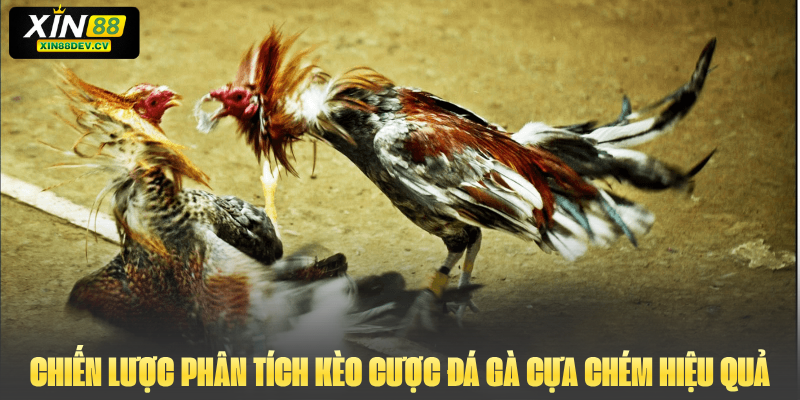 Chiến lược phân tích kèo cược đá gà cựa chém hiệu quả