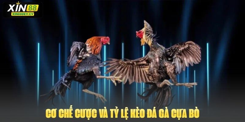 Cơ chế cược và tỷ lệ kèo đá gà cựa bò