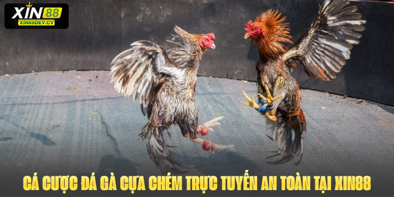 Cá cược đá gà cựa chém trực tuyến an toàn tại xin88