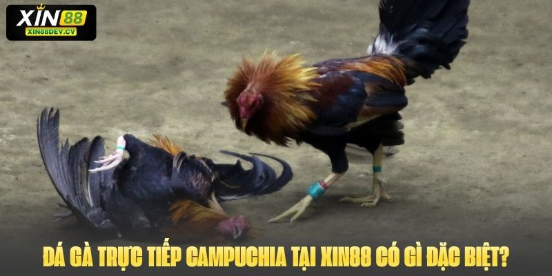Đá gà trực tiếp Campuchia tại Xin88 có gì đặc biệt?