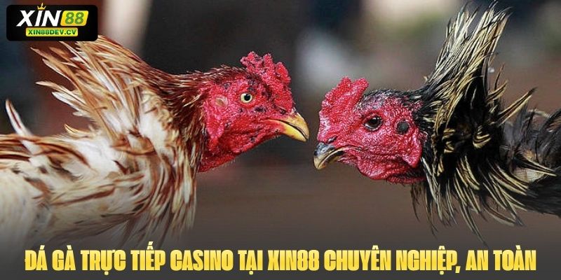 Đá gà trực tiếp Casino tại Xin88 chuyên nghiệp, an toàn