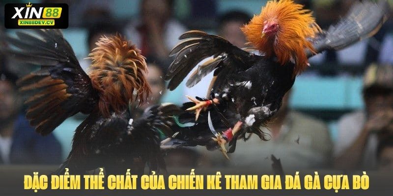 Đặc điểm thể chất của chiến kê tham gia Đá gà cựa bò