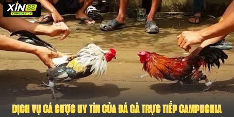 Dịch vụ cá cược uy tín của đá gà trực tiếp Campuchia