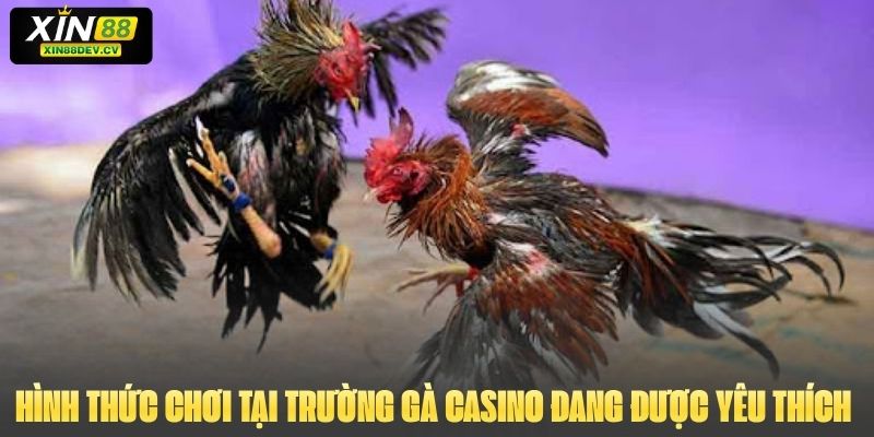 Hình thức chơi tại trường gà Casino đang được yêu thích 