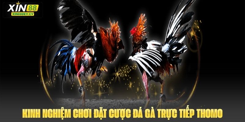 Đá Gà Trực Tiếp Thomo: Hình Thức Cược Gay Cấn Và Hấp Dẫn Kinh nghiệm chơi đặt cược đá gà trực tiếp thomo