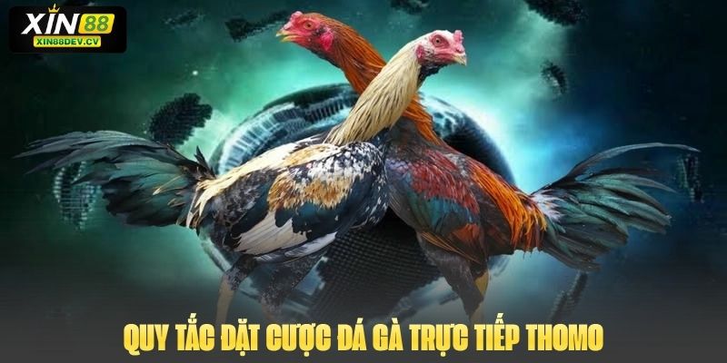 Đá Gà Trực Tiếp Thomo: Hình Thức Cược Gay Cấn Và Hấp Dẫn Quy tắc đặt cược đá gà trực tiếp thomo
