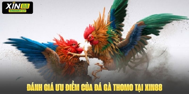 Đá Gà Trực Tiếp Thomo: Hình Thức Cược Gay Cấn Và Hấp Dẫn Đánh giá ưu điểm của đá gà thomo tại Xin88